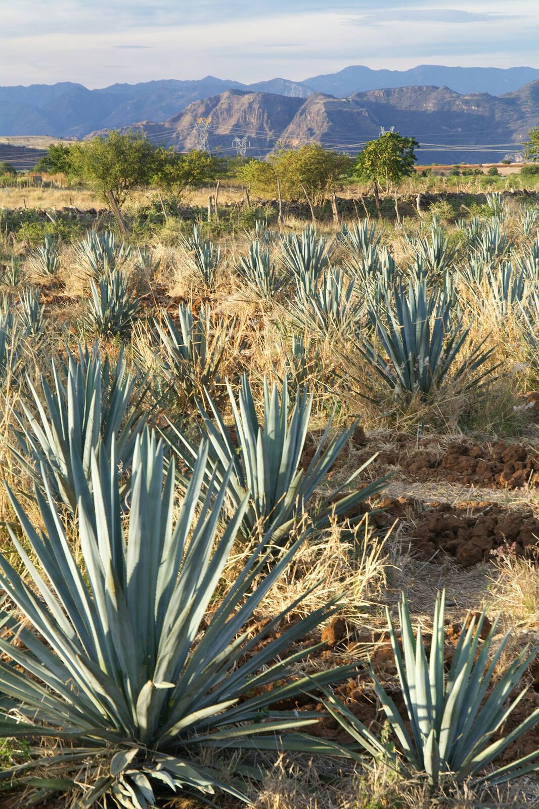 Campo de agave azul a la luz de la tarde, con árboles y montañas al fondo