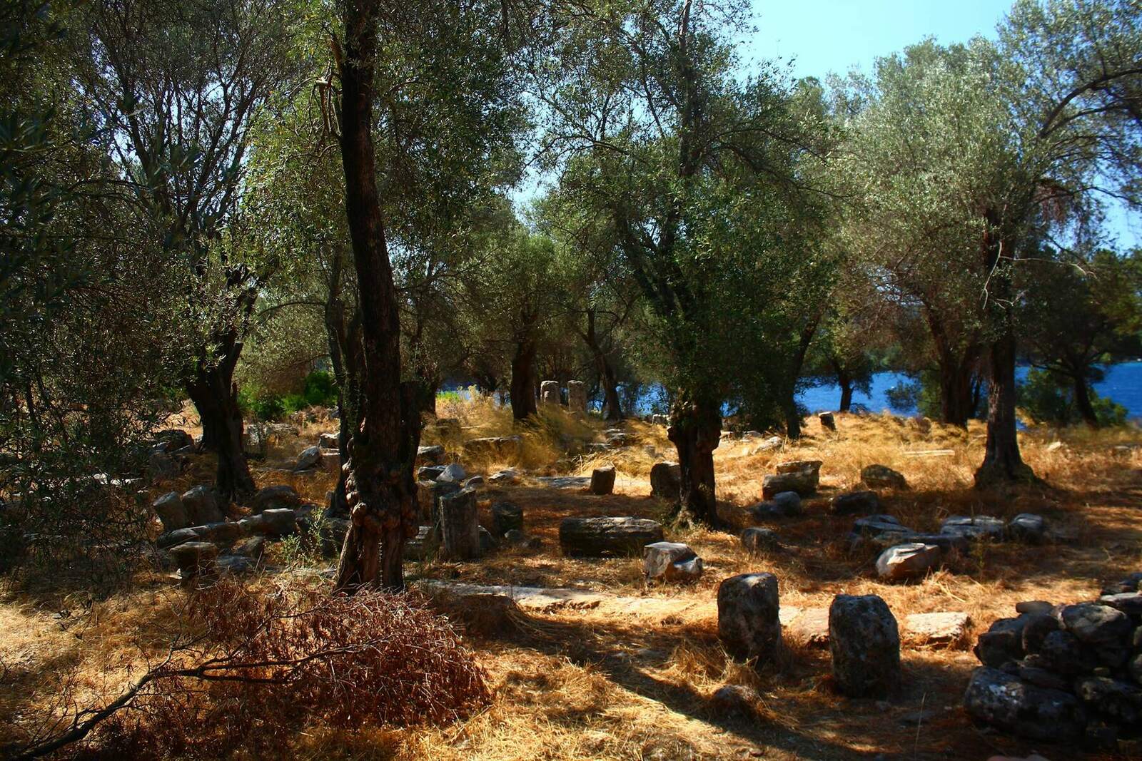 Olivar centenario sobre hierba seca sembrada de piedras, con el azul del mar Mediterráneo asomando entre los troncos