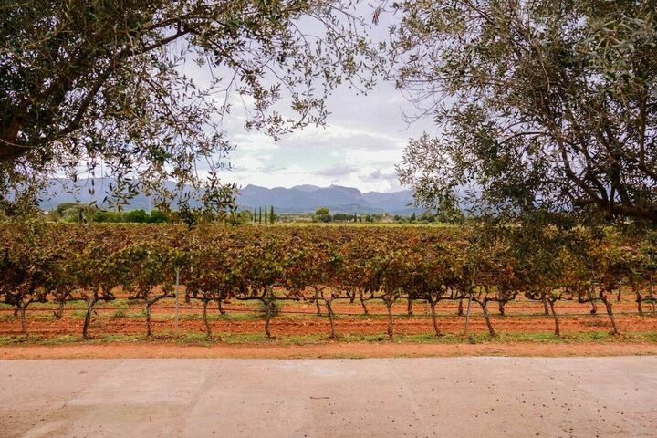 Hileras de viña sobre tierra rojiza entre olivos, con montañas al fondo bajo un cielo nublado